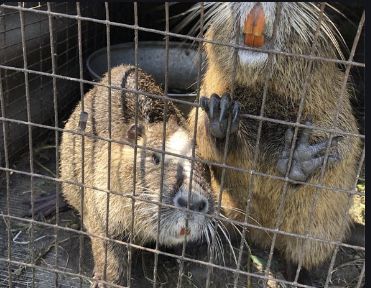 Мʼясо і жива вага.