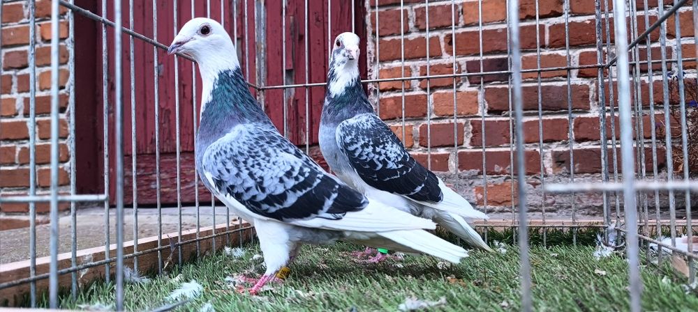 Gołębie pocztowe na białym ogonie. Para nr1