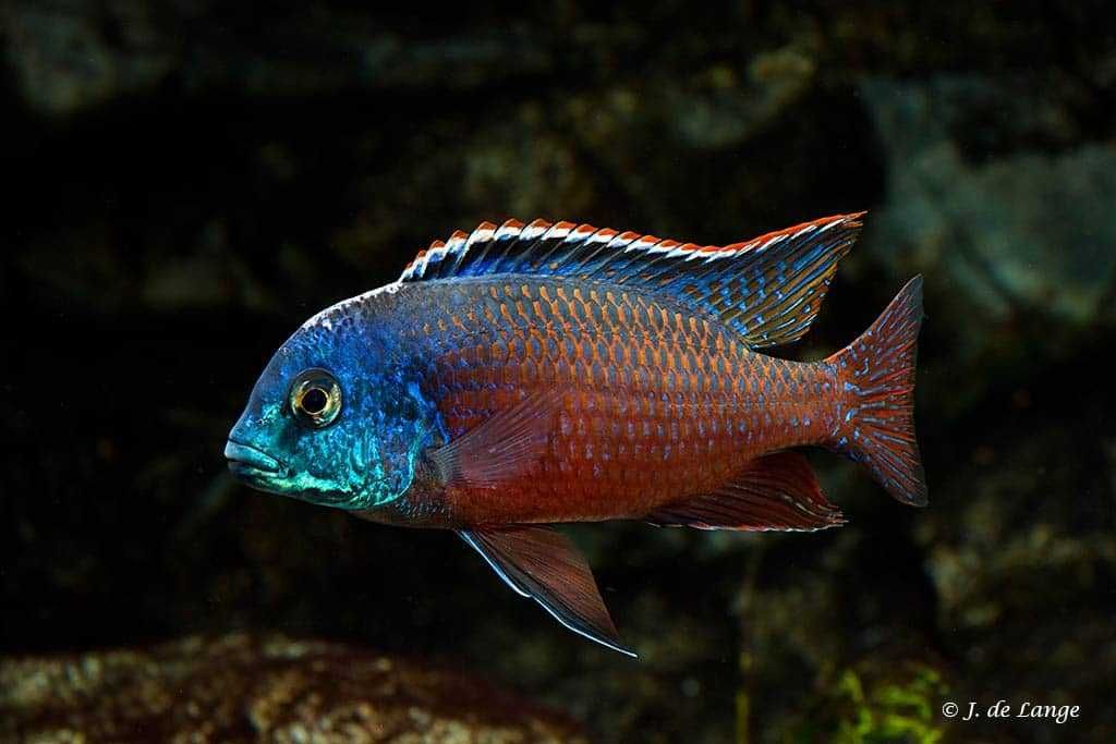 Protomelas Boadzulu Red Empress