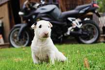 suka Bulterier STANDARD biała Bullterrier bullterier