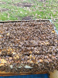 Rodzina pszczela pszczoły odkłady