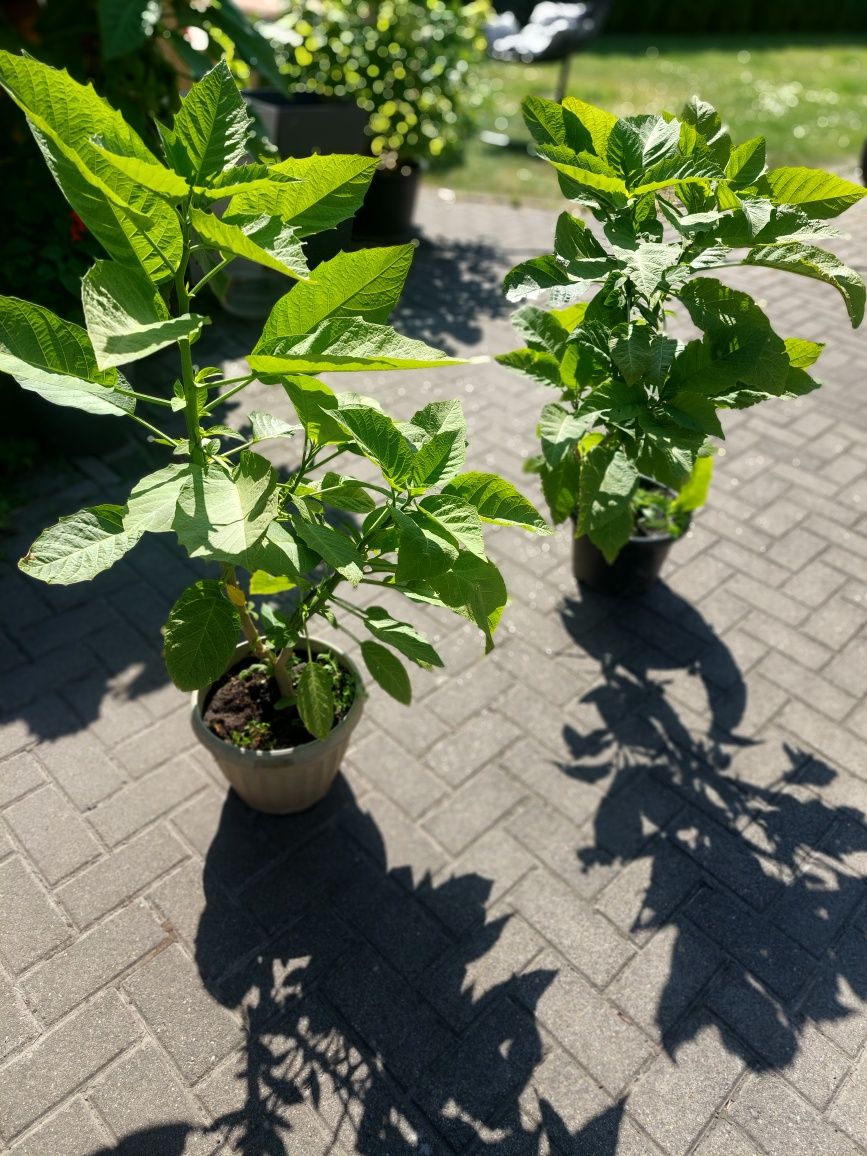Bieluń  Datura  żółty