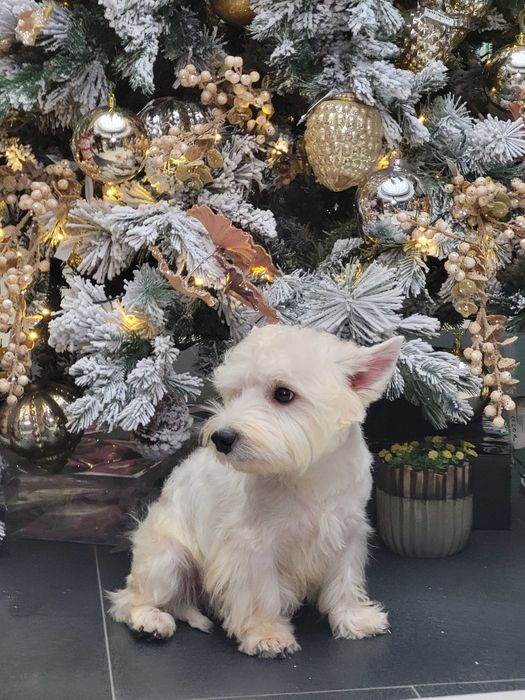 Цуценята Вест Хайлінд Уайт Тер'єр