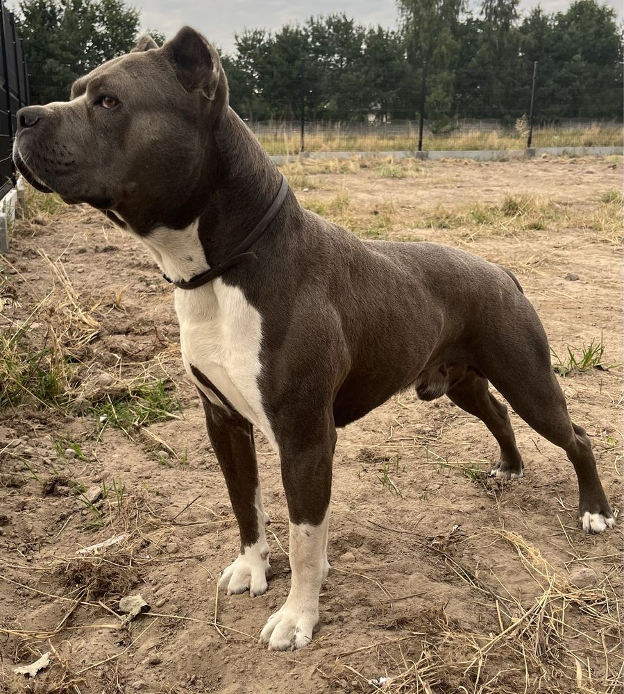 American Pitbull Terier