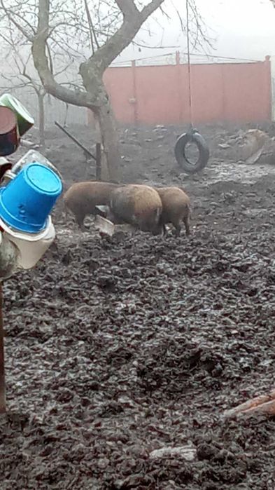 Продам Поросят КАРМАЛИ Вага різна