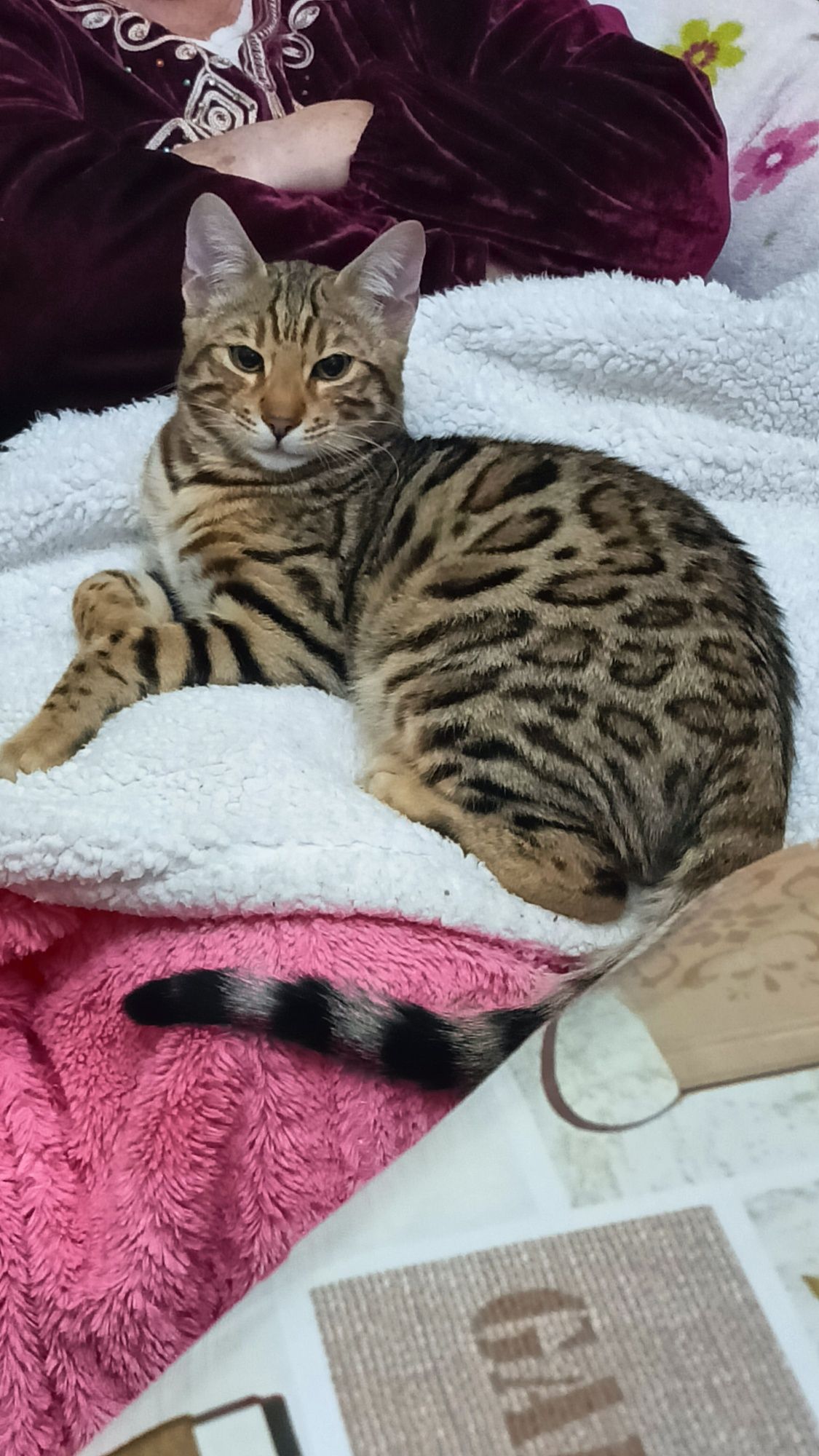 Gato bengala Brown spotted