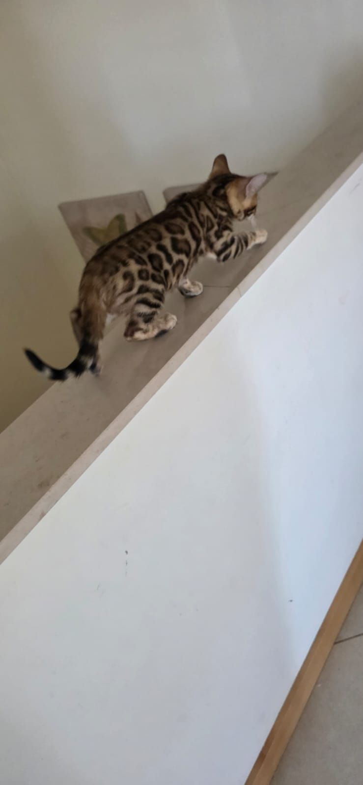 Gatos Bengal /Preto tabby spotted N24