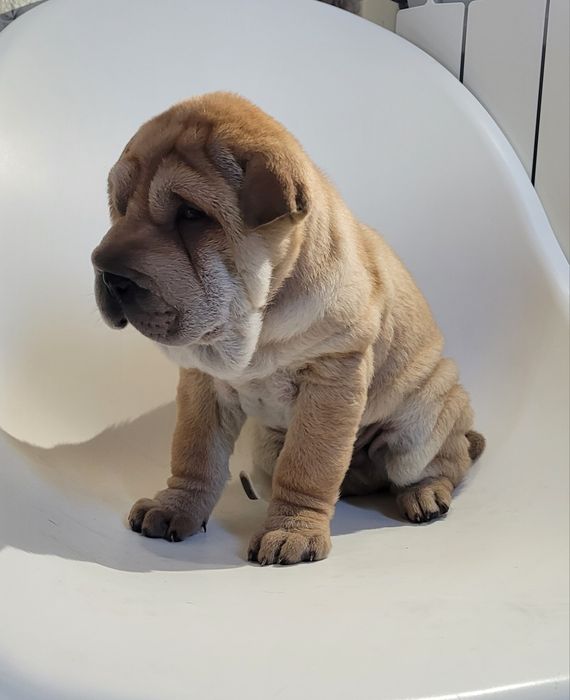 Sharpei macho castanho