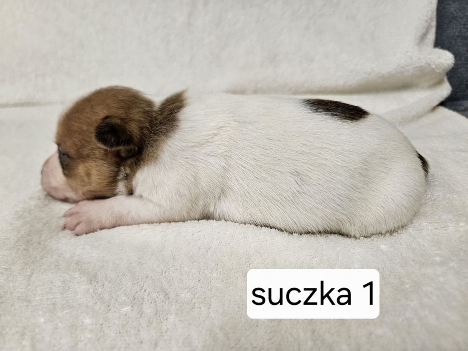 Suczka Jakck Russell Terrier