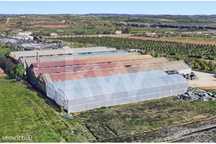 Terreno é composto por 3 estufas individuais com estrutura galvanizada