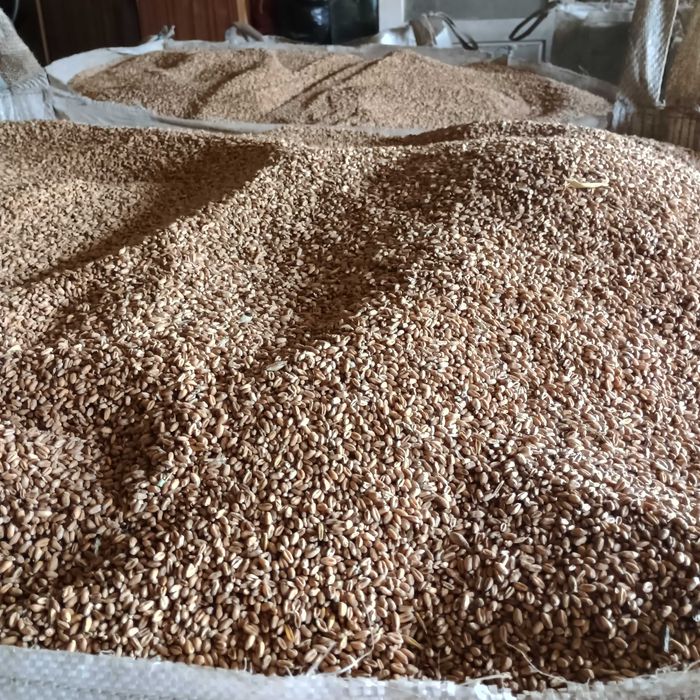 Pszenica ,owies ,pszenżyto , siano sprzedam zbiór 2025 r.