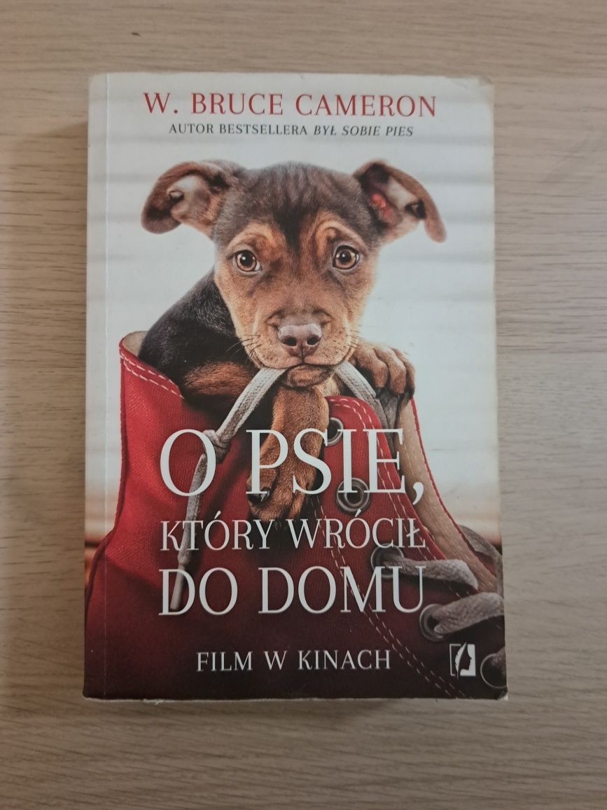 O psie który wrócił do domu