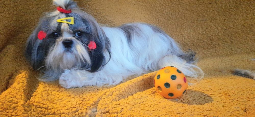 Чекають ши-тцу вже  підрощені-вже залишилося двоє-дівчинка і хлопчик