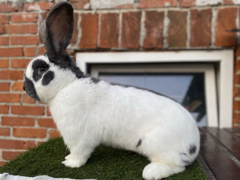 Olbrzym srokacz niebieski