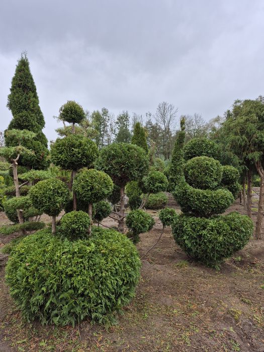 Drzewka i krzewy formowane