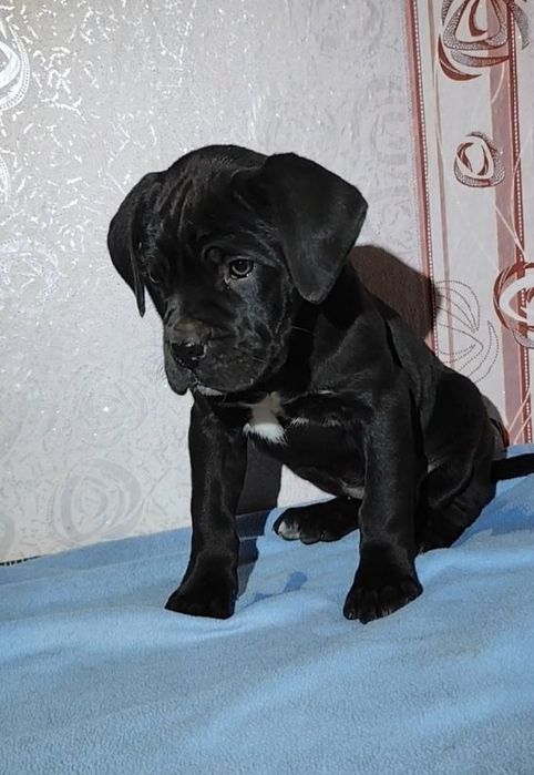 Кане-корсо. Дівчинка,Марфа,,