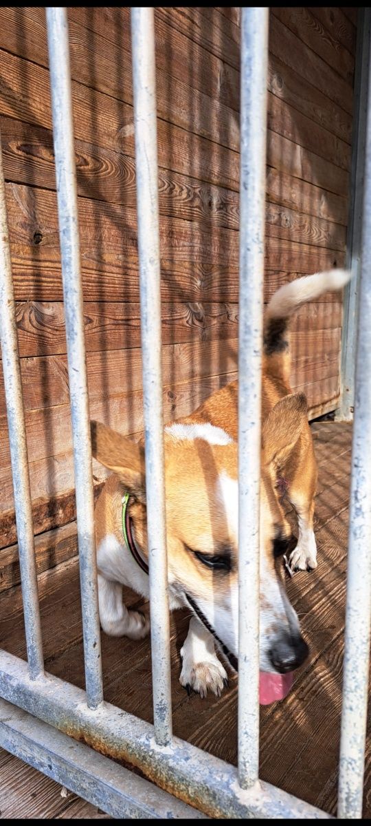 Pikuś cudny piesek w typie Corgi do adopcji