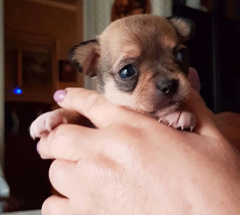 Шенки чихуа хуа разного возроста