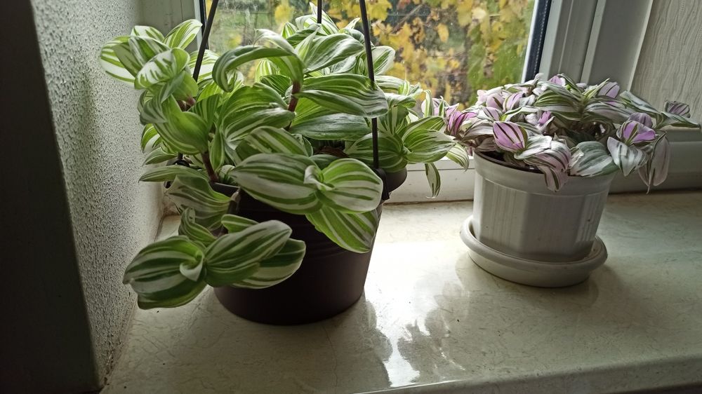 Традесканция свежий срез розовая низкорослая и белая с зеленью