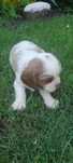 Suczka Cavalier king charles spaniel