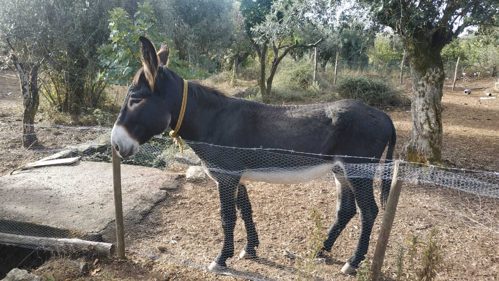 Vendo burro mirandes