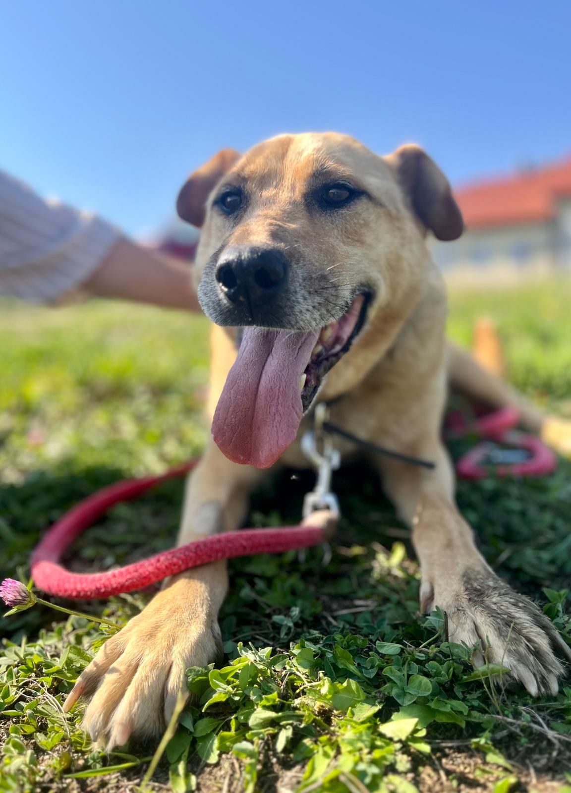 Psy do adopcji- REX szuka domu