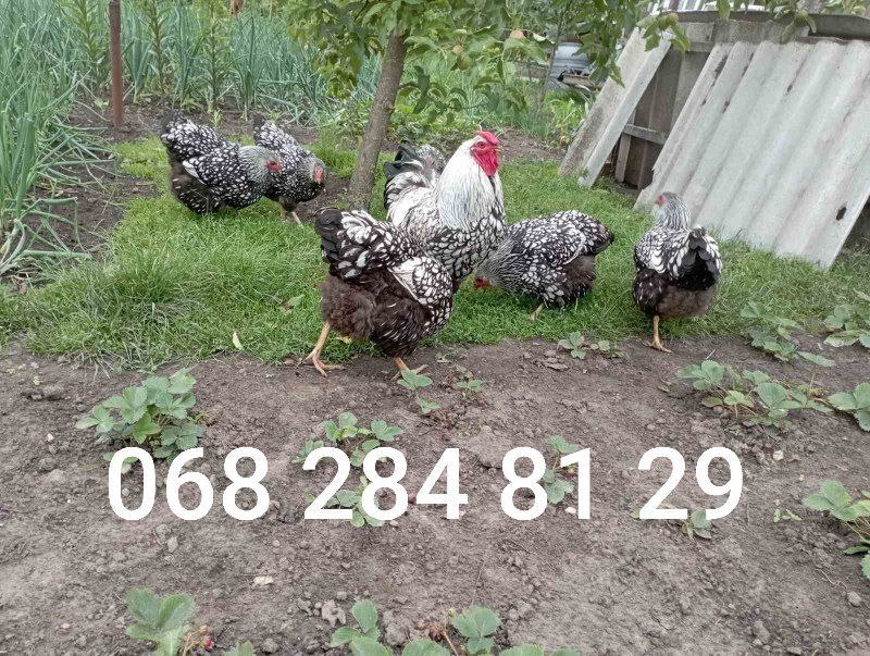 Інкубаційні яйця  Віандот срібло