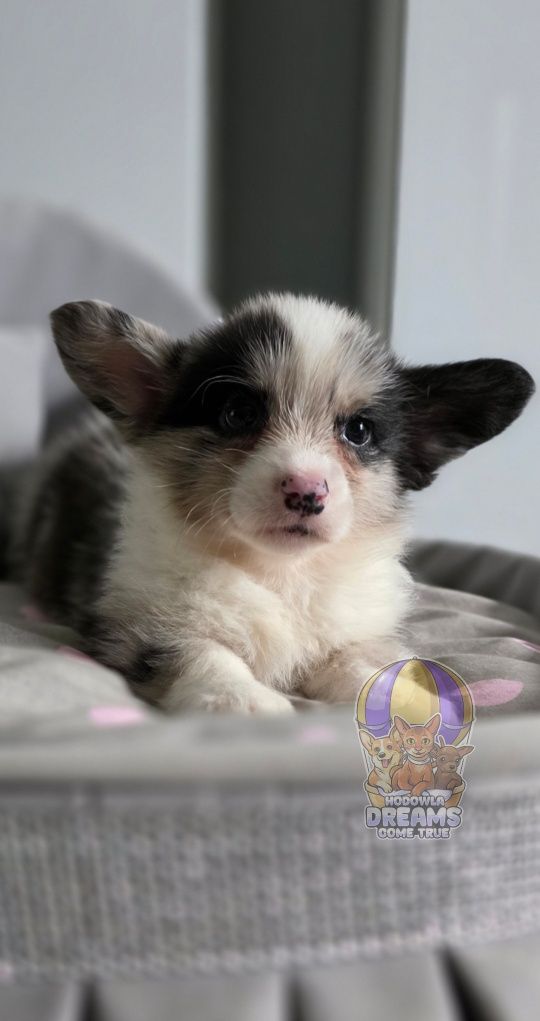 Welsh Corgi Cardigan **Piesek Merle Do Rezerwacji **