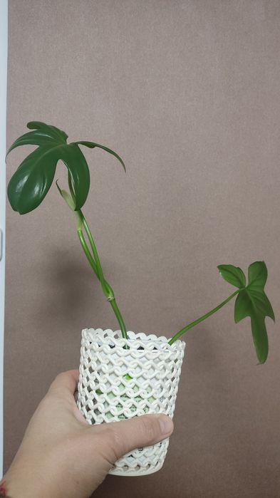 Філодендрон Флорида Ґрін недорого