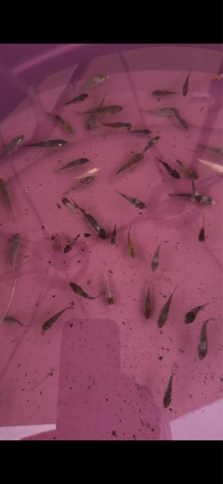 Carpas koi criacao 2025