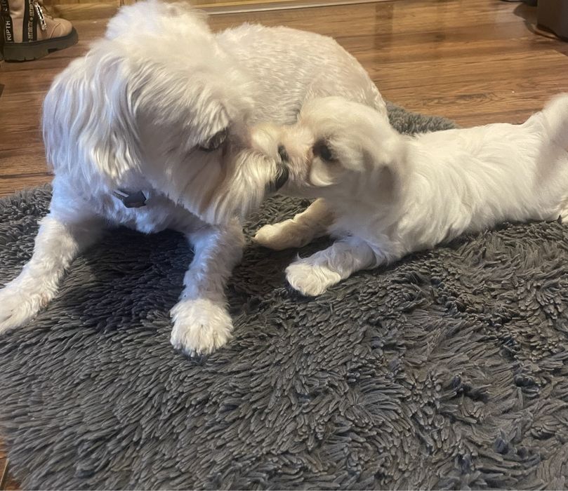 Maltańczyk szczeniaczki