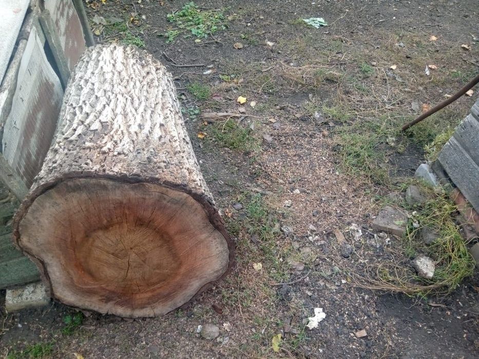 Продам поліно з горіха (грецький горіх)