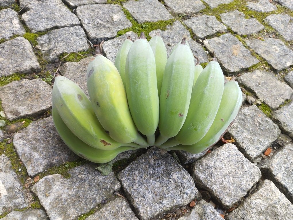 Mudas de Bananeira que dão grandes cachos de Bananas