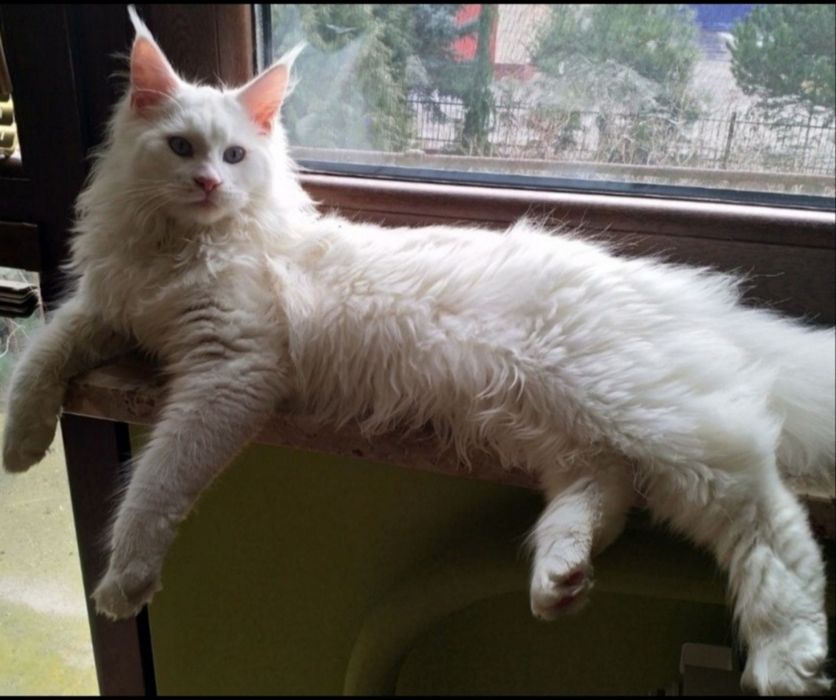 Maine Coon dziewczka 1600zl