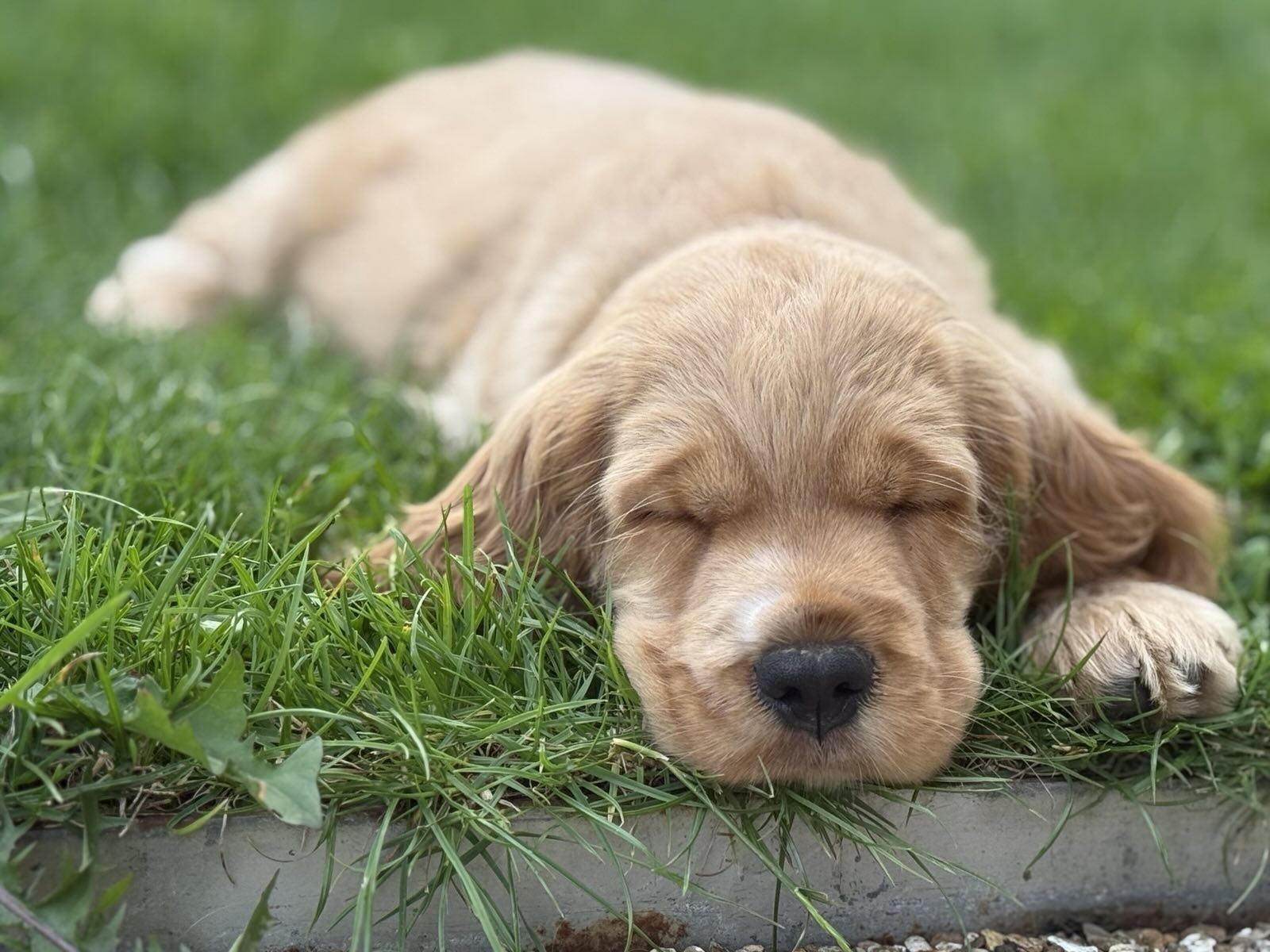 Cocker spaniel angielski - pies Albin