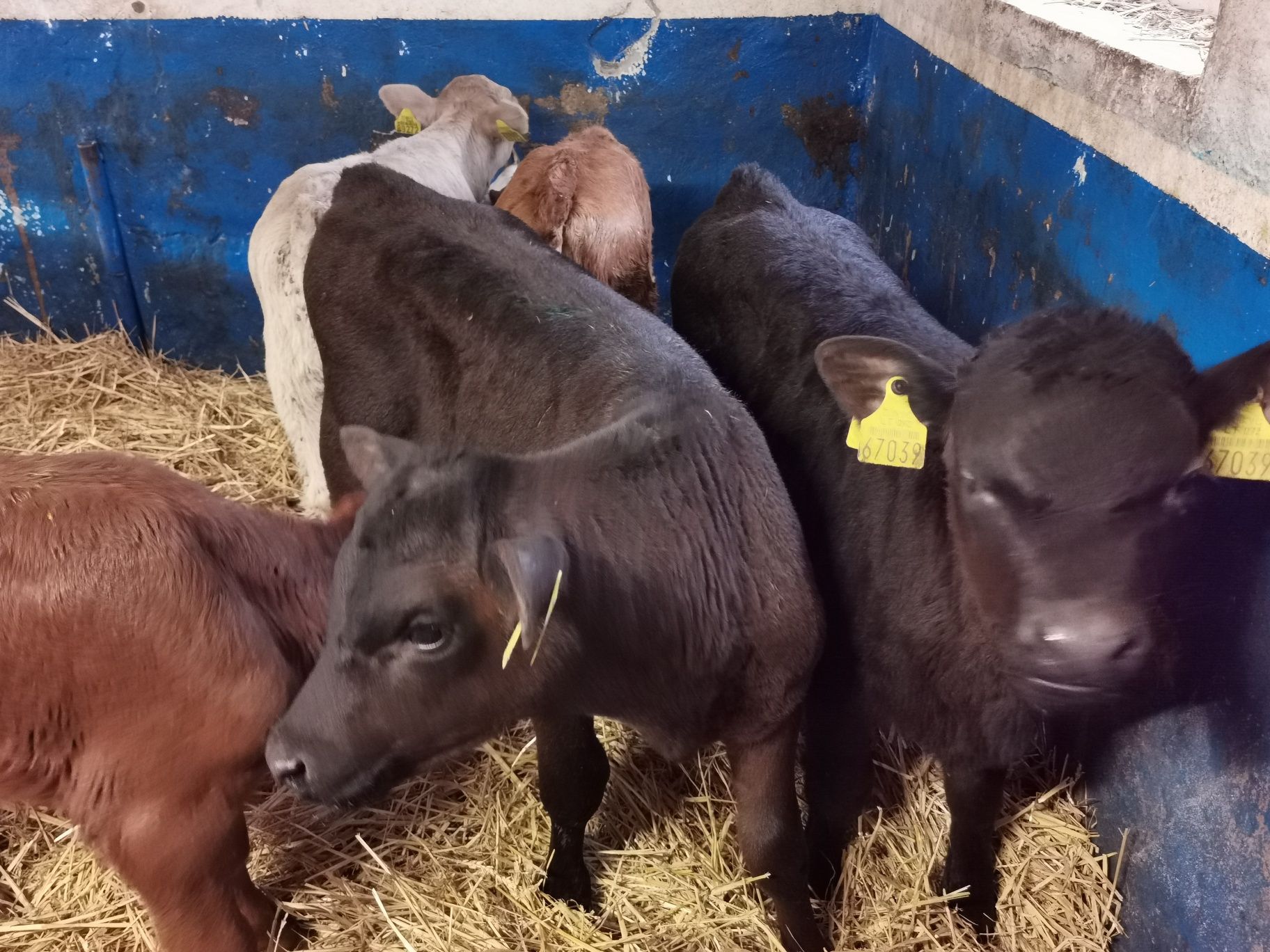 Byczki mięsne zarlaki mleczaki na paszy