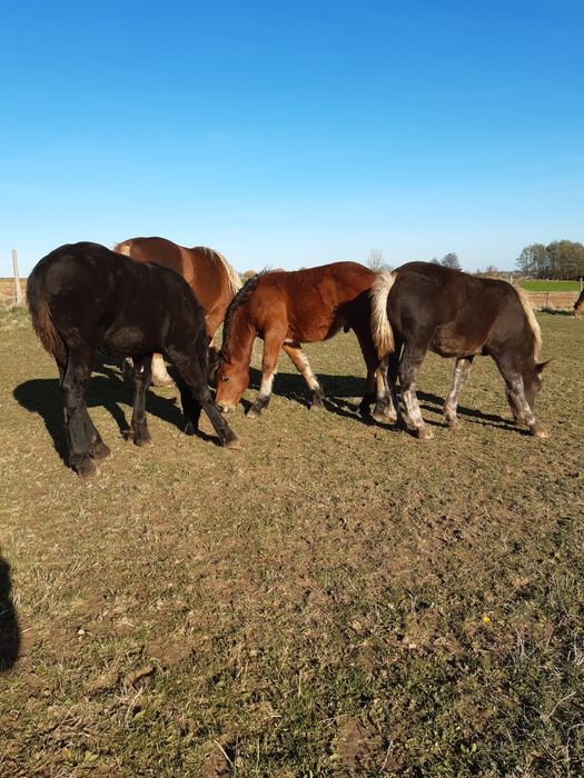 Ogierki zimnokrwiste