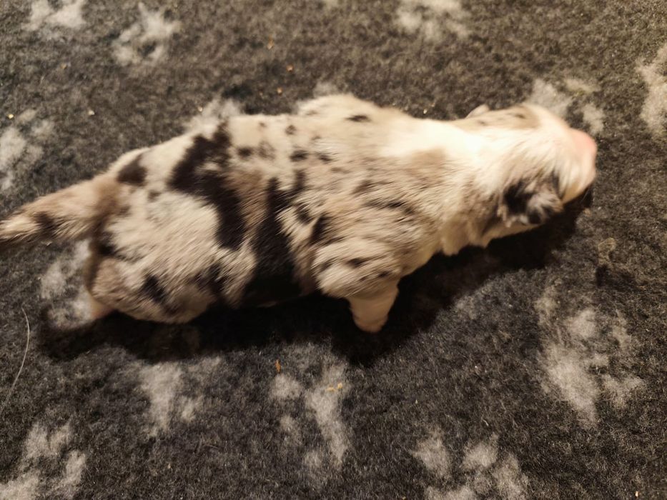 Border collie blue merle