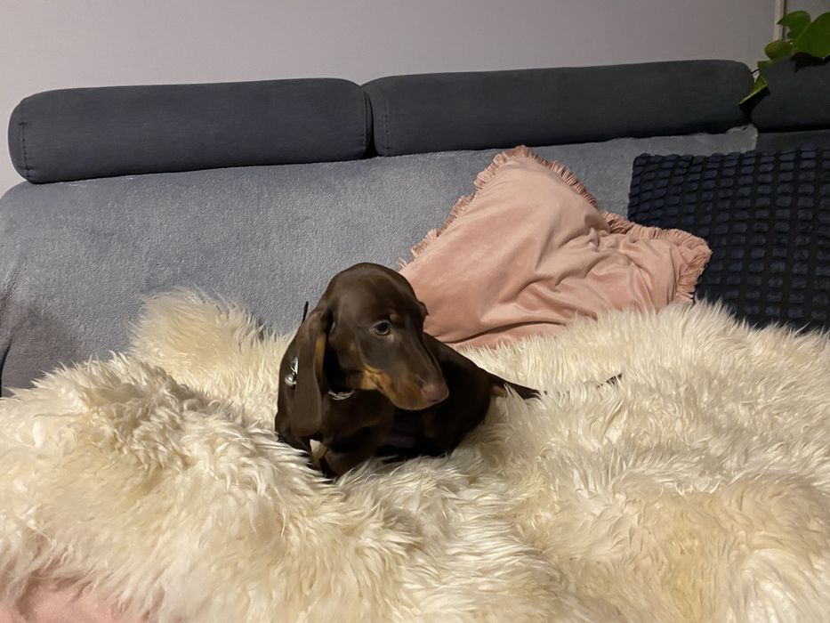 Jamnik piesek czekoladowy