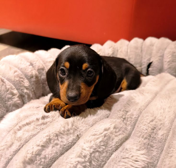 Jamnik miniaturowy krótkowłosy czarny podpalany