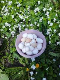 Домашні яйця свіжі та смачні Ковпака продам крупні