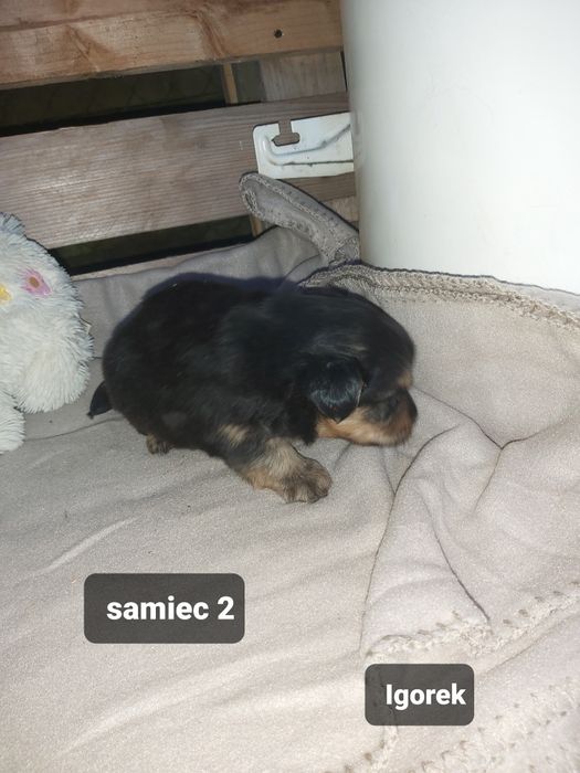 Szczeniak do adopcji