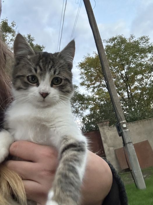 Срочно! Наймиліші грайливі кошенята, хлопик  та дівчинка 4 місяця!