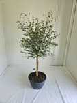 Eukaliptus na pniu – Eucalyptus gunnii – wys. 130 cm