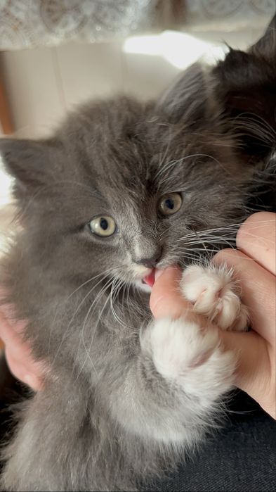 Віддам котиків безкоштовно:)