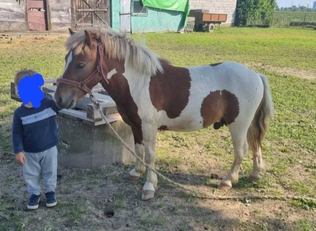Sprzedam spokojnego kucyka, 2 letniego