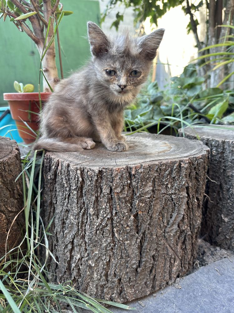 Маленькие котята