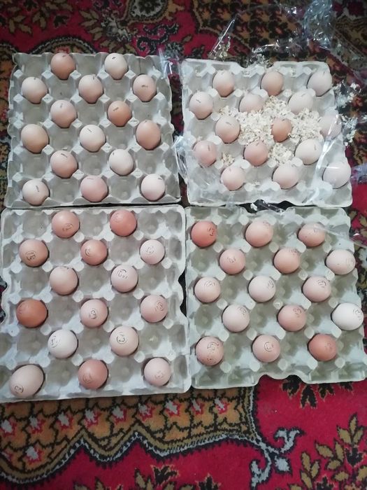 Інкубаційне яйце