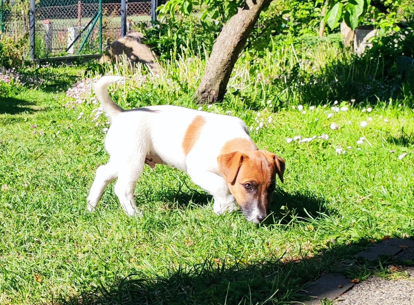 Jack Russell Terrier ZKwP FCI gładkowłosy pies FADO