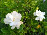 Gardenia Grande flor branca